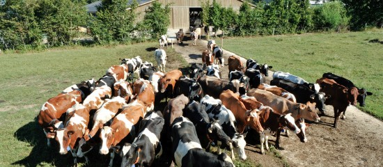 Éleveurs de bovins : montant des aides 2018