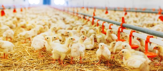 Aviculteurs : élévation du risque d'introduction de la grippe aviaire