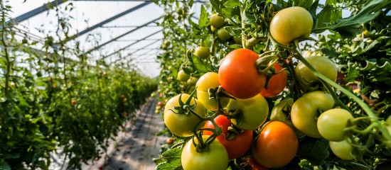 Maraîchers : la vente de légumes bio d'été sous serres chauffées à nouveau autorisée en hiver