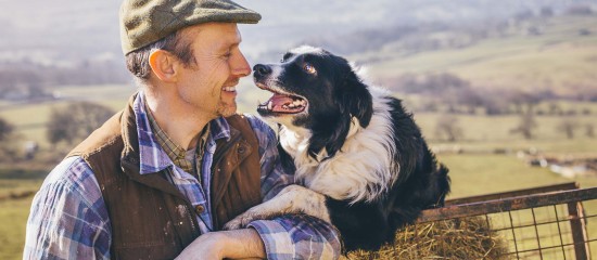 Elevages ovin et caprin : aide à la protection des troupeaux contre les prédateurs