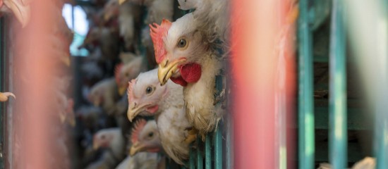 Aviculture : levée des embargos sur les volailles vers les États-Unis et le Canada