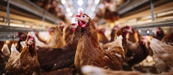 Élevage : l'origine des viandes mentionnée dans la restauration