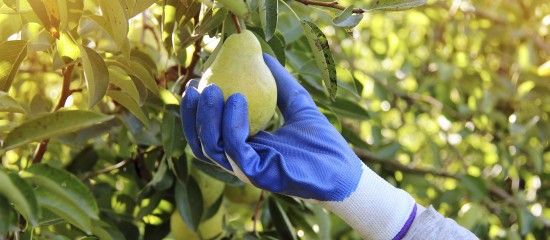 Production de poires : montant de l'aide couplée végétale 2024