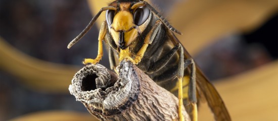 Apiculture : adoption d'un plan national de lutte contre le frelon asiatique