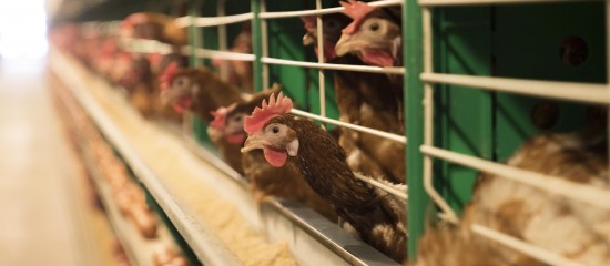 Aviculture : indemnisation des pertes dues à la grippe aviaire