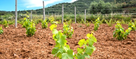 Viticulture : autorisations de plantation de vignes nouvelles pour 2025